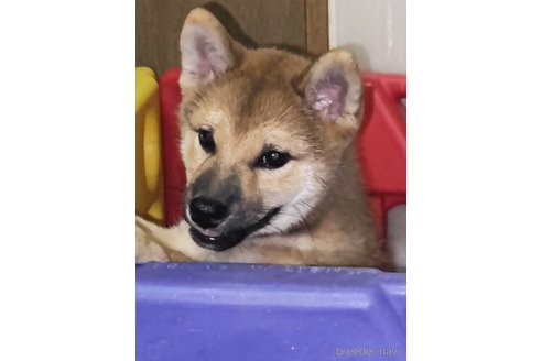 成約済の岡山県の柴犬-252251の2枚目