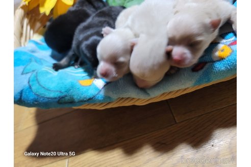 成約済の千葉県のポメラニアン-260969の5枚目