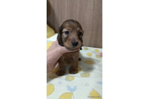 成約済の福岡県のカニンヘンダックスフンド(ロングヘアード)-254341の2枚目