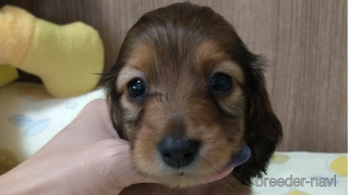 成約済の福岡県のカニンヘンダックスフンド(ロングヘアード)-254342の1枚目
