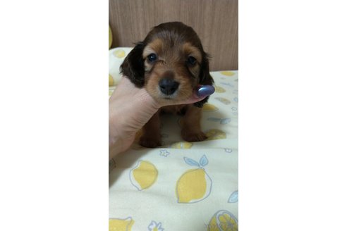 成約済の福岡県のカニンヘンダックスフンド(ロングヘアード)-254342の3枚目