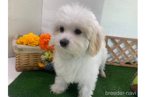 成約済の東京都のミックス犬-246878の22枚目