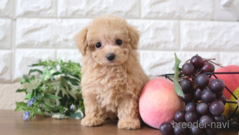 成約済の滋賀県のトイプードル-257025