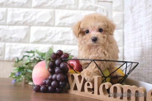 成約済の滋賀県のトイプードル-257025の6枚目