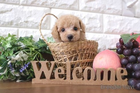 成約済の滋賀県のトイプードル-257025の3枚目