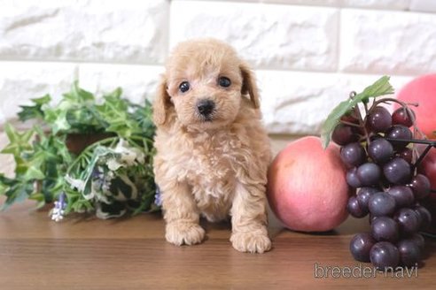 成約済の滋賀県のトイプードル-257025の2枚目