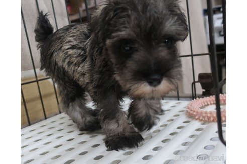 成約済の長崎県のミニチュアシュナウザー-260875の2枚目