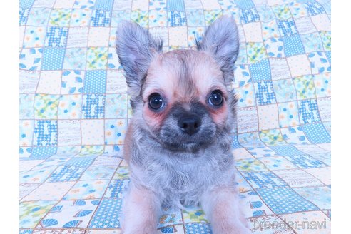 成約済の千葉県のチワワ(ロングコート)-254821の15枚目