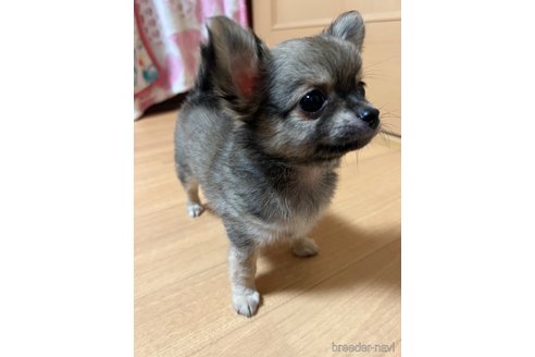 成約済の千葉県のチワワ(ロングコート)-250301の51枚目