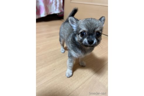 成約済の千葉県のチワワ(ロングコート)-250301の50枚目