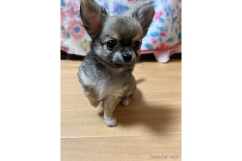 成約済の千葉県のチワワ(ロングコート)-250301の49枚目