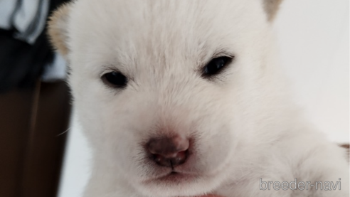 成約済の千葉県の柴犬-261121の2枚目