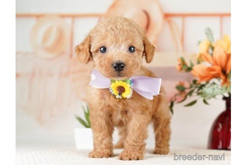 成約済の神奈川県のタイニープードル-261149の1枚目