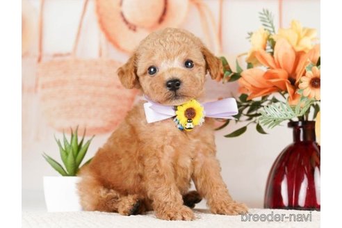 成約済の神奈川県のタイニープードル-261149の4枚目