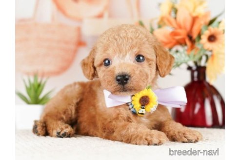 成約済の神奈川県のタイニープードル-261149の6枚目