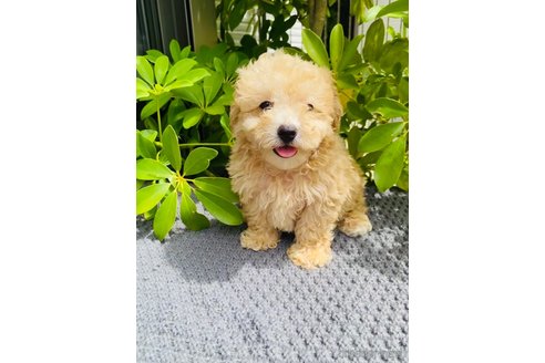 成約済の千葉県のミックス犬-258367の1枚目
