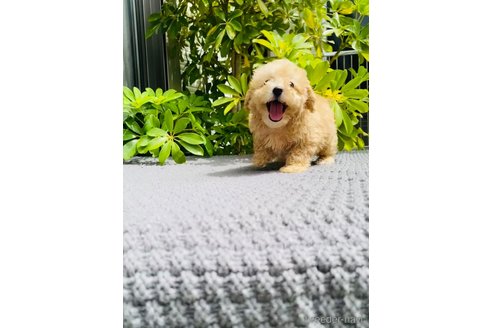 成約済の千葉県のミックス犬-258367の2枚目