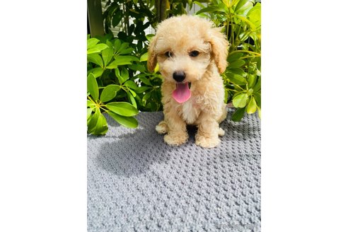 成約済の千葉県のミックス犬-258362