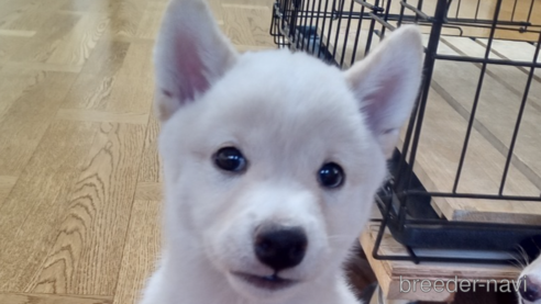 子犬
