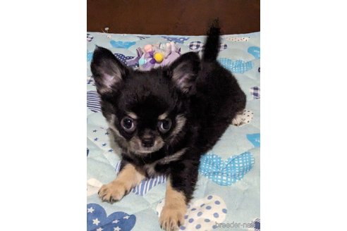 成約済の埼玉県のチワワ(ロングコート)-261323の17枚目