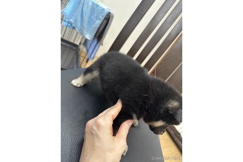 成約済の千葉県の豆柴-261313の21枚目