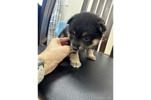 成約済の千葉県の豆柴-261313の19枚目