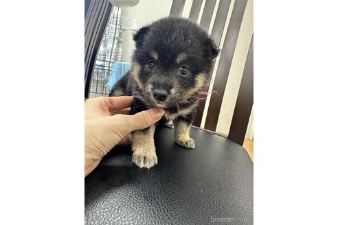 成約済の千葉県の豆柴-261313の17枚目