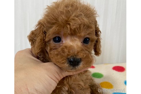 成約済の岡山県のトイプードル-258923の24枚目
