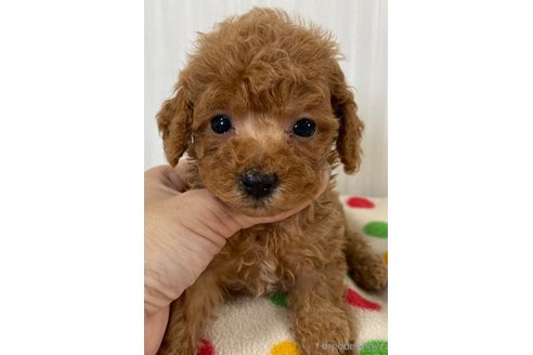 成約済の岡山県のトイプードル-258923の23枚目