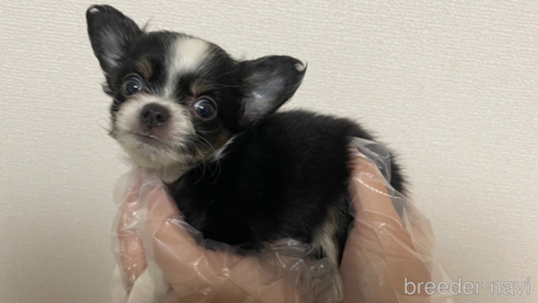 成約済の東京都のチワワ(ロングコート)-261353の1枚目