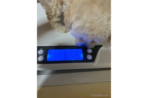 成約済の岡山県のティーカッププードル-256929の39枚目