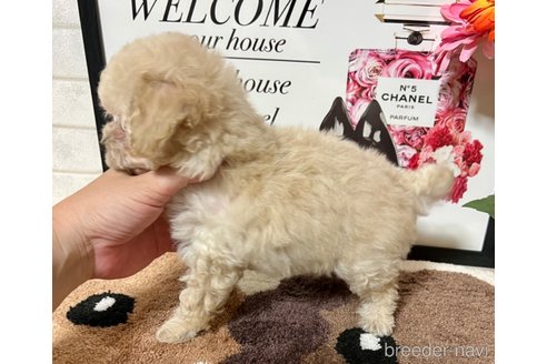 成約済の岡山県のティーカッププードル-256929の36枚目