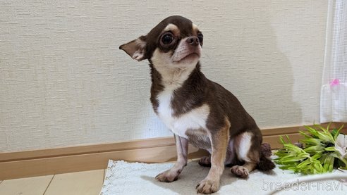 成約済の広島県のチワワ(スムースコート)-260013の10枚目