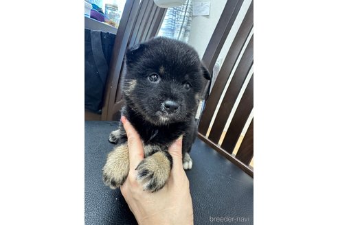 成約済の千葉県の柴犬-261383の2枚目