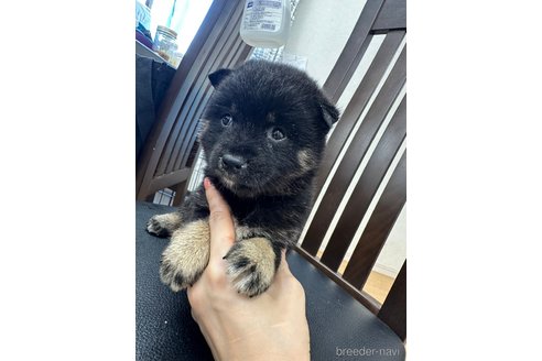成約済の千葉県の柴犬-261383の5枚目