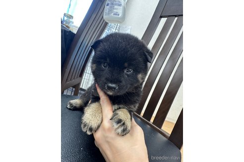 成約済の千葉県の柴犬-261383の4枚目