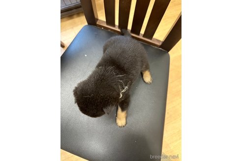 成約済の千葉県の豆柴-261386の33枚目