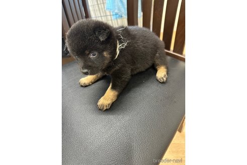 成約済の千葉県の豆柴-261386の30枚目