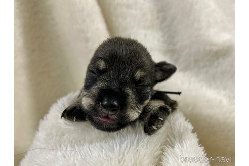 成約済の千葉県のミニチュアシュナウザー-261398の5枚目
