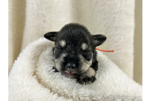 成約済の千葉県のミニチュアシュナウザー-261400の3枚目