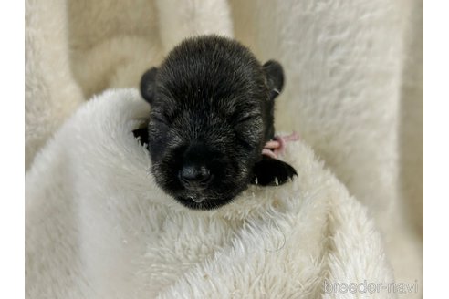 成約済の千葉県のミニチュアシュナウザー-261401の5枚目