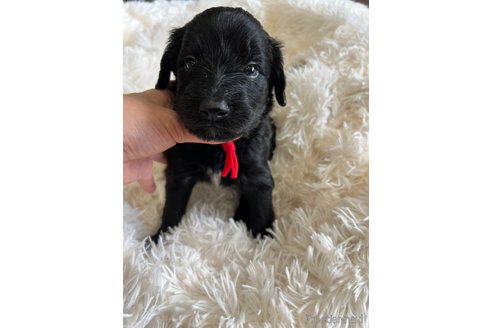 成約済の徳島県のミックス犬-259877の1枚目