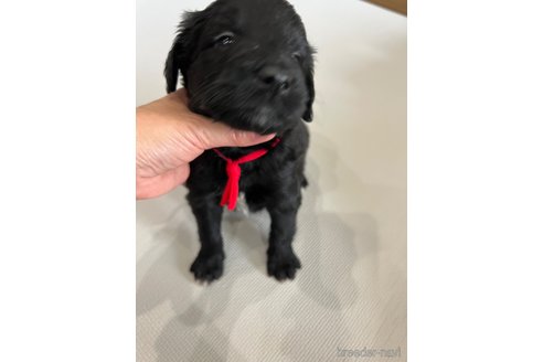 成約済の徳島県のミックス犬-259877の3枚目