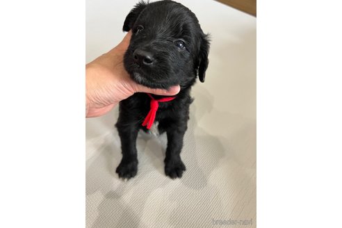 成約済の徳島県のミックス犬-259877の2枚目