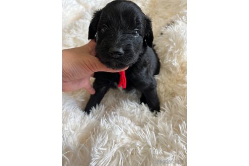 成約済の徳島県のミックス犬-259877の4枚目