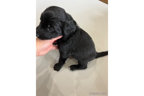 成約済の徳島県のミックス犬-259877の5枚目