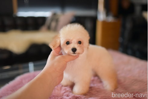 成約済の茨城県のタイニープードル-253457の1枚目