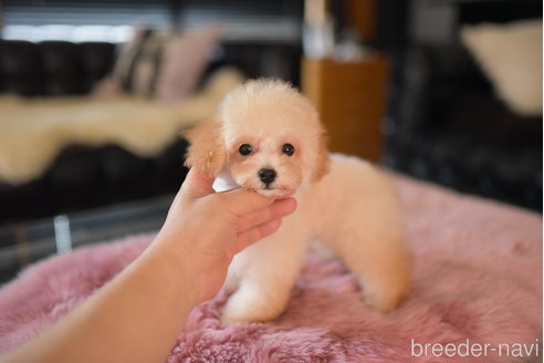 成約済の茨城県のタイニープードル-253457の6枚目