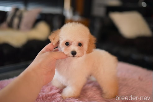 成約済の茨城県のタイニープードル-253457の5枚目