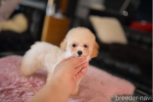 成約済の茨城県のタイニープードル-253457の4枚目